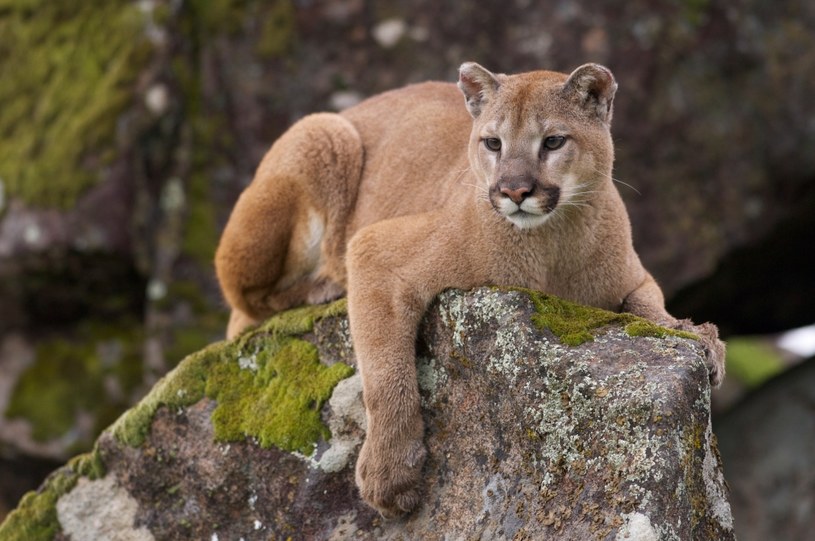 Puma Rośliny i zwierzęta - najważniejsze informacje