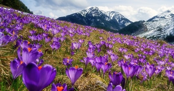 Wolontariusze Tatrzańskiego Parku Narodowego od najbliższego weekendu rozpoczną specjalną służbę - ich zadaniem będzie pilnowanie... krokusów. Jak mówi Olga Maj z TPN, z którą rozmawiał reporter RMF FM Maciej Pałahicki, "w najbliższych dniach spodziewany jest prawdziwy wysyp tych pięknych kwiatów, które co roku zdobią polany w Dolinie Chochołowskiej".