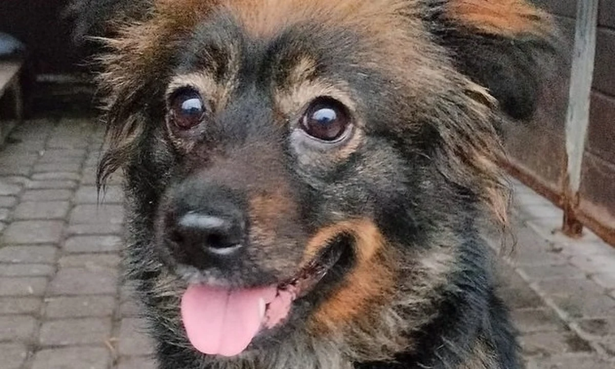 Grzywną w kwocie 4 tys. złotych została ukarana 63-letnia mieszkanka Rudy Śląskiej, która w nieodpowiednich warunkach trzymała osiem psów. Policjanci wszczęli wobec niej dochodzenie w sprawie znęcania się nad zwierzętami.