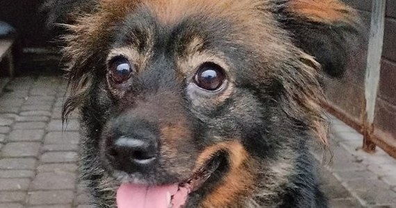 Grzywną w kwocie 4 tys. złotych została ukarana 63-letnia mieszkanka Rudy Śląskiej, która w nieodpowiednich warunkach trzymała osiem psów. Policjanci wszczęli wobec niej dochodzenie w sprawie znęcania się nad zwierzętami.