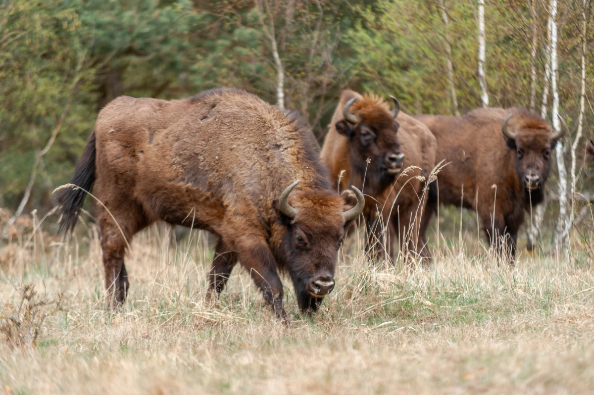 Dokładnie 811 żubrów doliczyli się leśnicy w Bieszczadach podczas tegorocznego "remanentu". Ten wynik nieco ich martwi, bo w ciągu siedmiu lat populacja żubrów zdążyła się podwoić. Dlaczego to takie niepokojące?