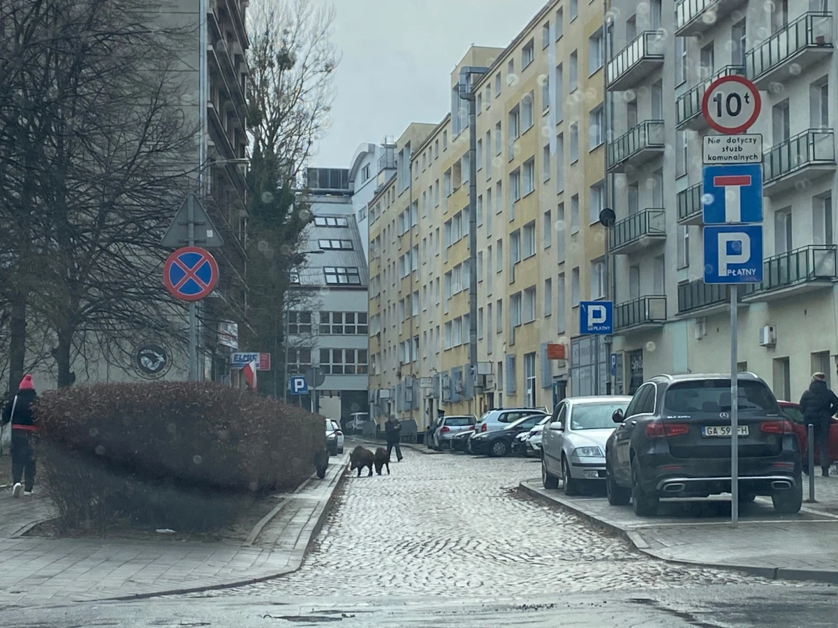 Wojewódzki Sąd Administracyjny unieważnił część przepisów dotyczących funkcjonowania strefy płatnego parkowania w Gdyni. Chodzi o opłaty dodatkowe za przekroczenie czasu postoju, a dokładnie sposobu informowania kierowców, że taka opłata została naliczona.    


