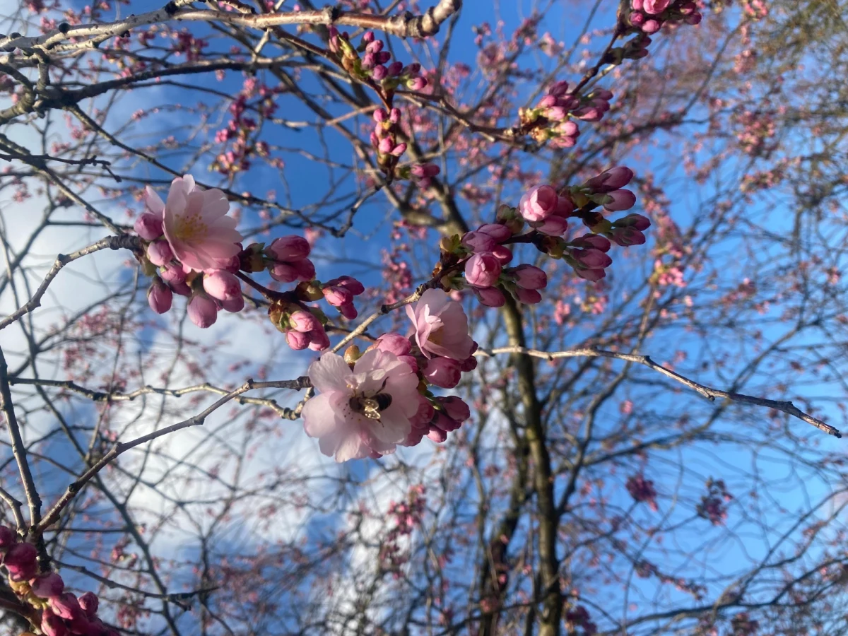 Wiosna to czas, kiedy natura budzi się do życia, a wśród pierwszych zwiastunów nowego sezonu są magnolie i wiśnie. Te niezwykłe drzewa i krzewy, zanim jeszcze rozwiną swoje liście, zachwycają obfitością kwiatów. W arboretum Ogrodu Botanicznego PAN w Powsinie pod Warszawą, już można podziwiać odmiany, które kwitną najwcześniej.