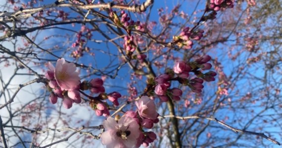 Wiosna to czas, kiedy natura budzi się do życia, a wśród pierwszych zwiastunów nowego sezonu są magnolie i wiśnie. Te niezwykłe drzewa i krzewy, zanim jeszcze rozwiną swoje liście, zachwycają obfitością kwiatów. W arboretum Ogrodu Botanicznego PAN w Powsinie pod Warszawą, już można podziwiać odmiany, które kwitną najwcześniej.