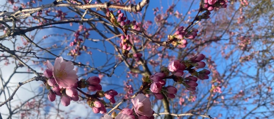Wiosna to czas, kiedy natura budzi się do życia, a wśród pierwszych zwiastunów nowego sezonu są magnolie i wiśnie. Te niezwykłe drzewa i krzewy, zanim jeszcze rozwiną swoje liście, zachwycają obfitością kwiatów. W arboretum Ogrodu Botanicznego PAN w Powsinie pod Warszawą, już można podziwiać odmiany, które kwitną najwcześniej.