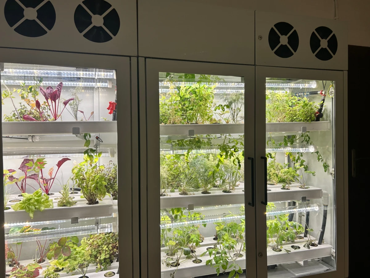 Na Stegnach w jednym z bloków na klatkach schodowych stanęły nowoczesne szklarnie. Znajdziemy w nich pomidory, bazylię, koper czy szczypiorek. W ramach eksperymentu mieszkańcy prowadzą tam własną uprawę, zaledwie kilka metrów od swoich mieszkań. 