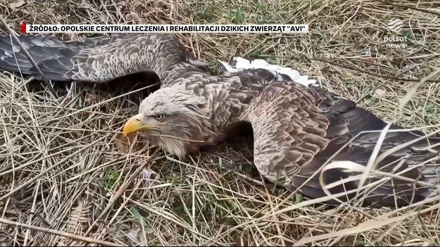 Padł ofiarą toksycznego pożywienia, ledwo uszedł z życiem, ale ostatecznie to dzięki niemu wiadomo, czym się otruł. Orłowi bielikowi, którego znaleziono na początku kwietnia pod Opolem założono nadajnik GPS i dzięki temu odkryto co zjadł. Winnymi - o zgrozo - okazali się myśliwi.Materiał dla "Wydarzeń" przygotował Jacek Gasiński.