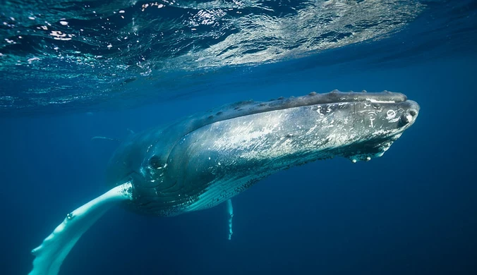 Wieloryby w pełnym prawie? Niezwykła inicjatywa wyspiarskich władców