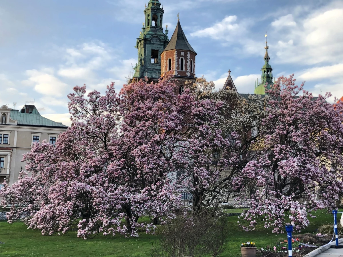 Wiosna dotarła do Krakowa i kwitnie w najlepsze. Zobaczcie zdjęcia magnolii z Wawelu i z ul. Lea w centrum miasta.