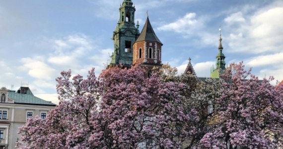 Wiosna dotarła do Krakowa i kwitnie w najlepsze. Zobaczcie zdjęcia magnolii z Wawelu i z ul. Lea w centrum miasta.