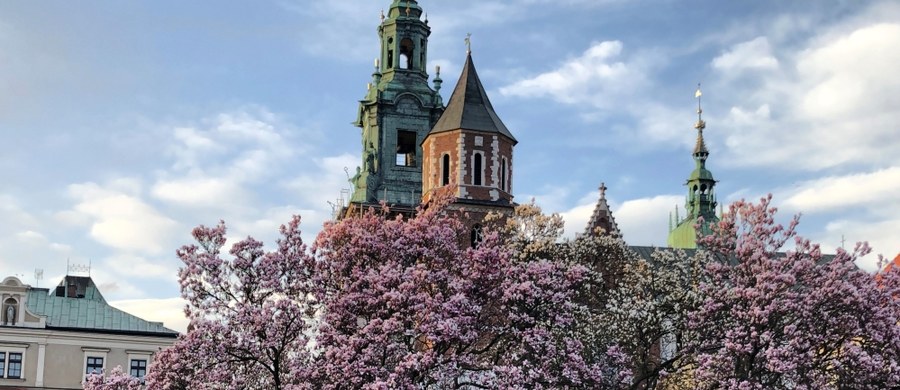 Wiosna dotarła do Krakowa i kwitnie w najlepsze. Zobaczcie zdjęcia magnolii z Wawelu i z ul. Lea w centrum miasta.
