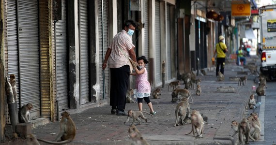 W jednym z miast w Tajlandii utworzono specjalną jednostkę walczącą z... agresywnymi małpami. Funkcjonariusze są wyposażeni w proce. 