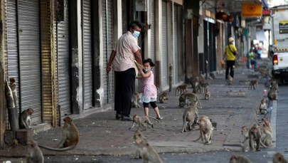 Małpy terroryzują turystyczne miasto. Na ulicach pojawili się policjanci z procami