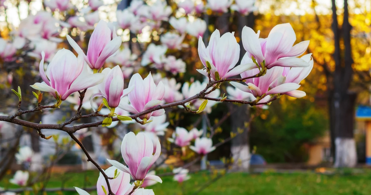  Te zabiegi najbardziej szkodzą magnolii. Dlatego odmawia kwitnienia