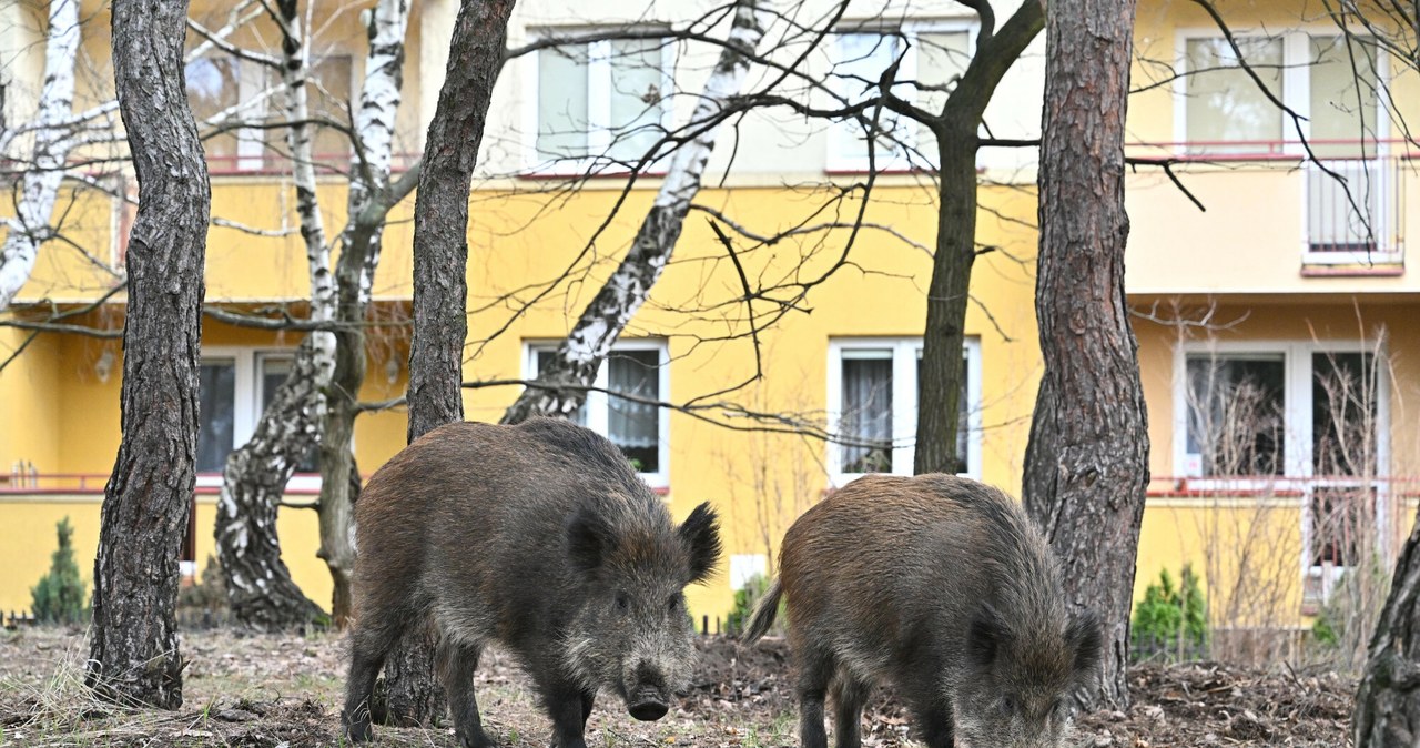 Dzikie, zwierzęta, zwłaszcza, dziki, coraz, częściej, odwiedzają, nasze, prywatne, działki, łąki, pastwiska, nawet, ogródki, Nie Szkody wyrządzone przez dzikie zwierzęta. Jak walczyć o odszkodowanie?