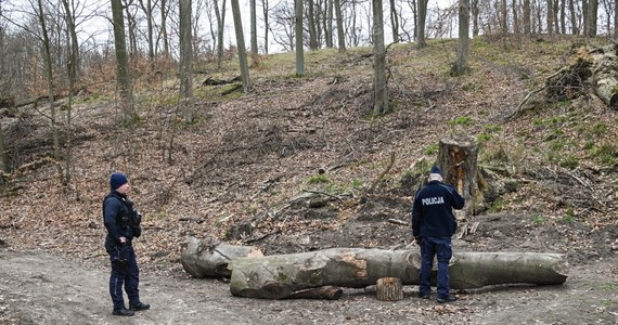 To nie ułamany konar przygniótł czwórkę przedszkolaków i ich opiekunkę w Szczecinie. Lasy Państwowe podają, że dzieci bawiły się na ściętym pniu, który się na nie stoczył.