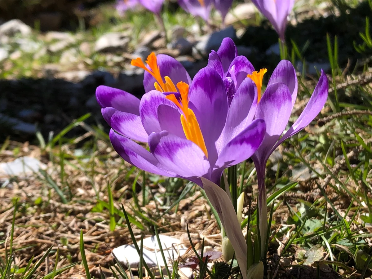 "Najbliższe dziesięć dni to będzie apogeum kwitnienia krokusów na tatrzańskich halach" - powiedział Zbigniew Kowalski z Tatrzańskiego Parku Narodowego (TPN). Podkreślił, że prawdopodobnie "do pierwszej dekady kwietnia już krokusy przekwitną i pojawi się inna roślinność". TPN apeluje o to, aby - oglądając kwiaty - nie niszczyć ich.