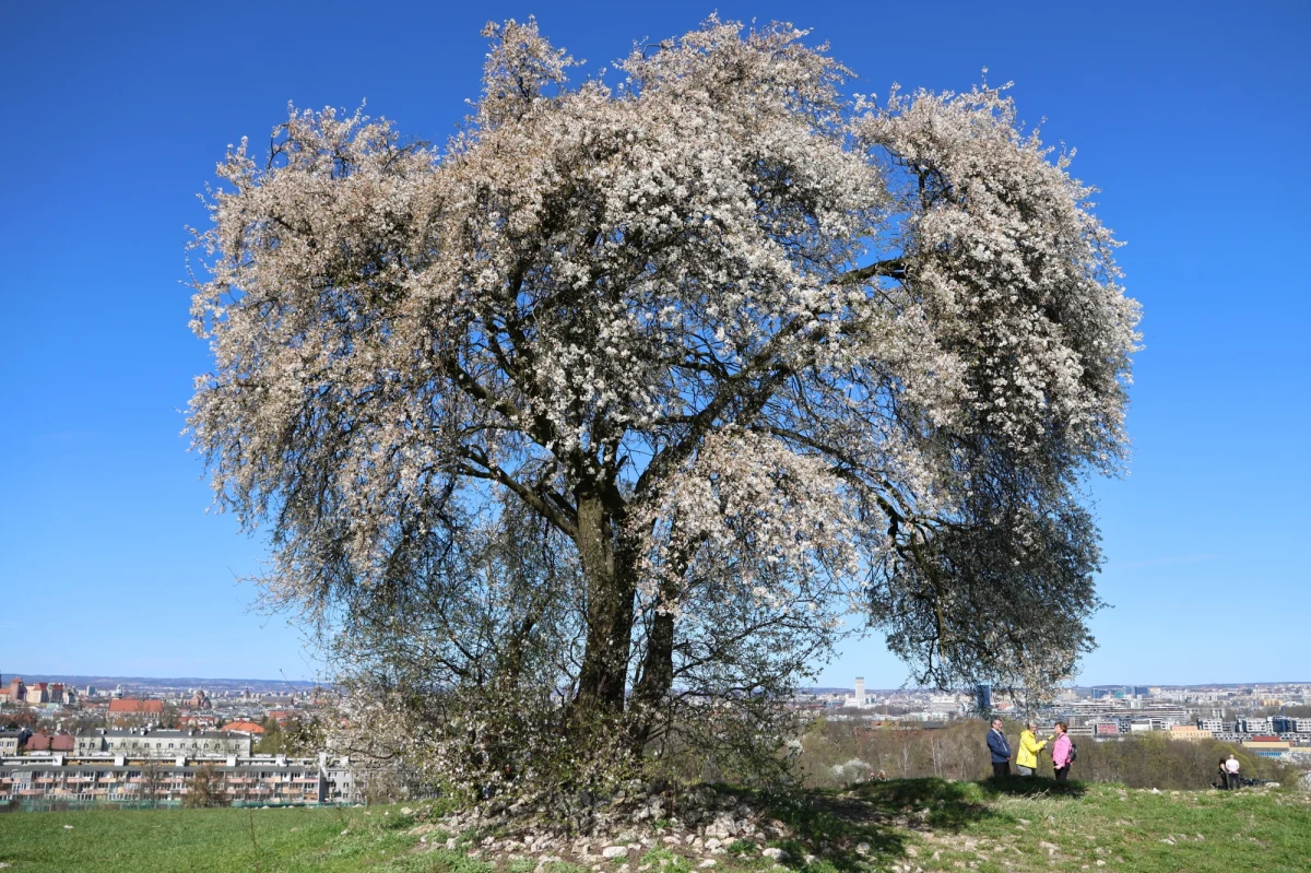 Śliwa na Kopcu Kraka w Krakowie już kwitnie - to najpopularniejsze wiosenne drzewo w Małopolsce. Znajduje się ono w krakowskiej dzielnicy Podgórze.
