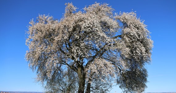 Śliwa na Kopcu Kraka w Krakowie już kwitnie - to najpopularniejsze wiosenne drzewo w Małopolsce. Znajduje się ono w krakowskiej dzielnicy Podgórze.