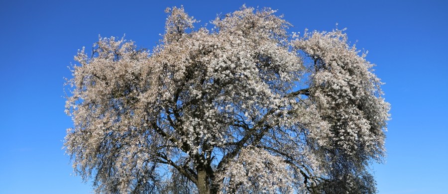 Śliwa na Kopcu Kraka w Krakowie już kwitnie - to najpopularniejsze wiosenne drzewo w Małopolsce. Znajduje się ono w krakowskiej dzielnicy Podgórze.