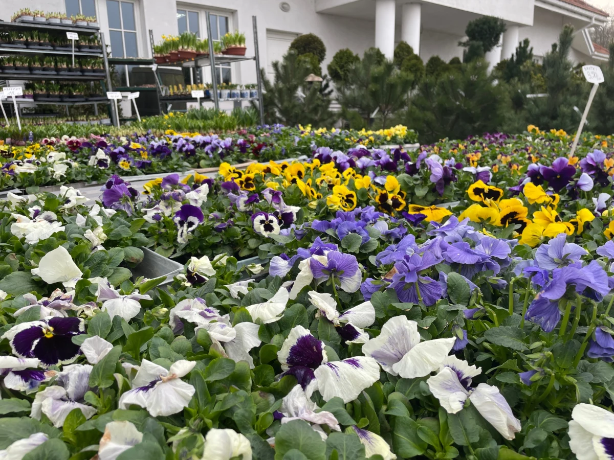 Wiosna, w końcu nadeszła, a razem z nią pojawiły się pierwiosnki, żonkile i bratki. Obserwując, jak natura budzi się z zimowego snu, wiele osób chce, aby zazieleniły się także ich parapety, balkony czy tarasy. Jakie rośliny warto kupić i jak je odpowiednio pielęgnować? O odpowiedzi na te pytania poprosiliśmy specjalistki z Gdańska – Justynę Kaletę, właścicielkę Centrum Ogrodniczego Justyna, a także Lucynę Eichert, właścicielkę kwiaciarni "Baccara". 
