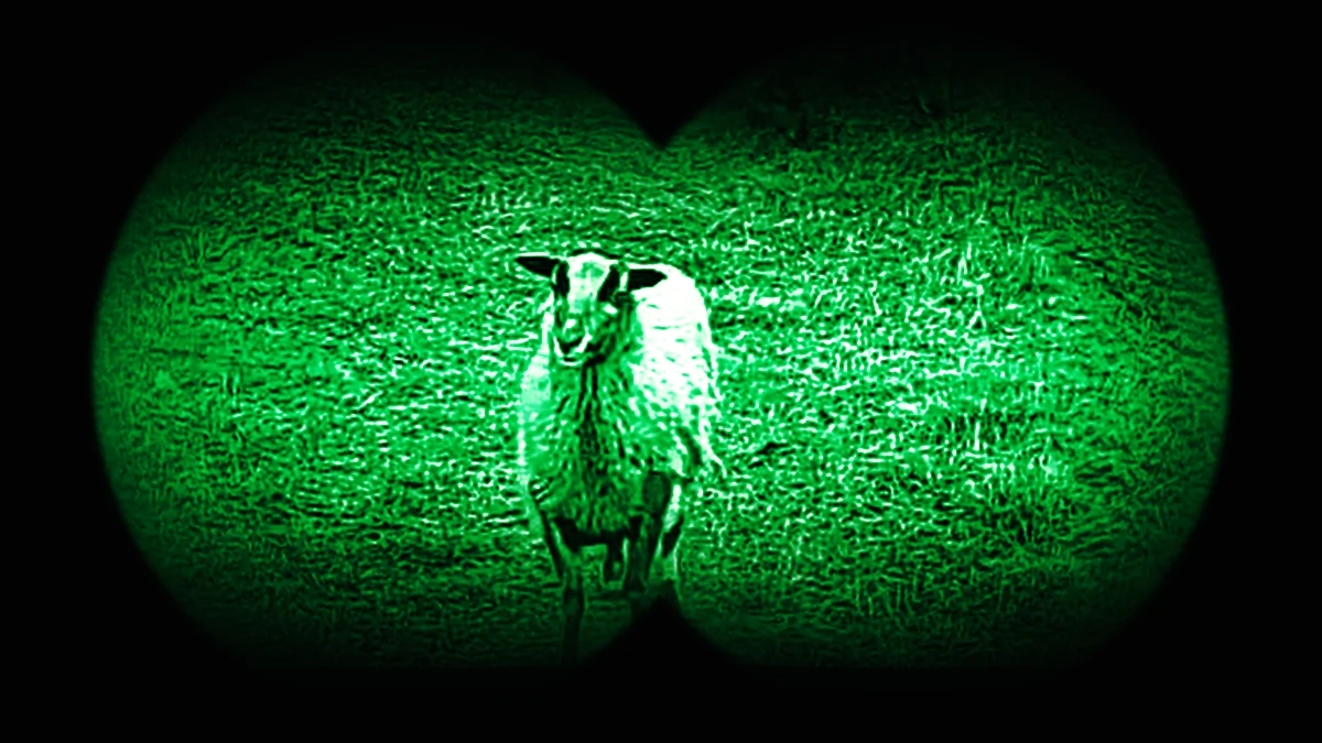 Stado owiec postawiło w stan alarmu strażników granicznych z Bieszczadzkiego Oddziału. Do niecodziennego zdarzenia doszło tej nocy w rejonie Korczowej.