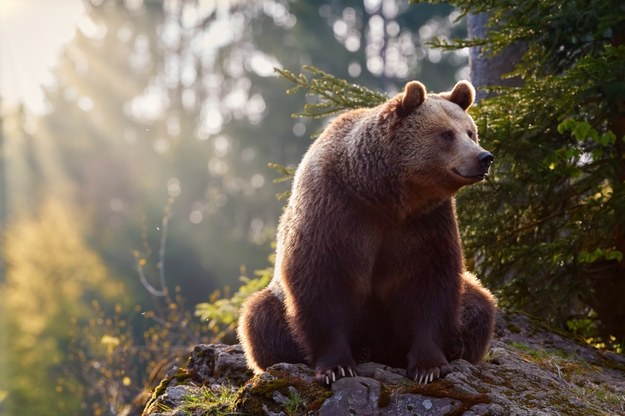 Obława na postrzelonego niedźwiedzia na Słowacji. Zwierzę może być agresywne