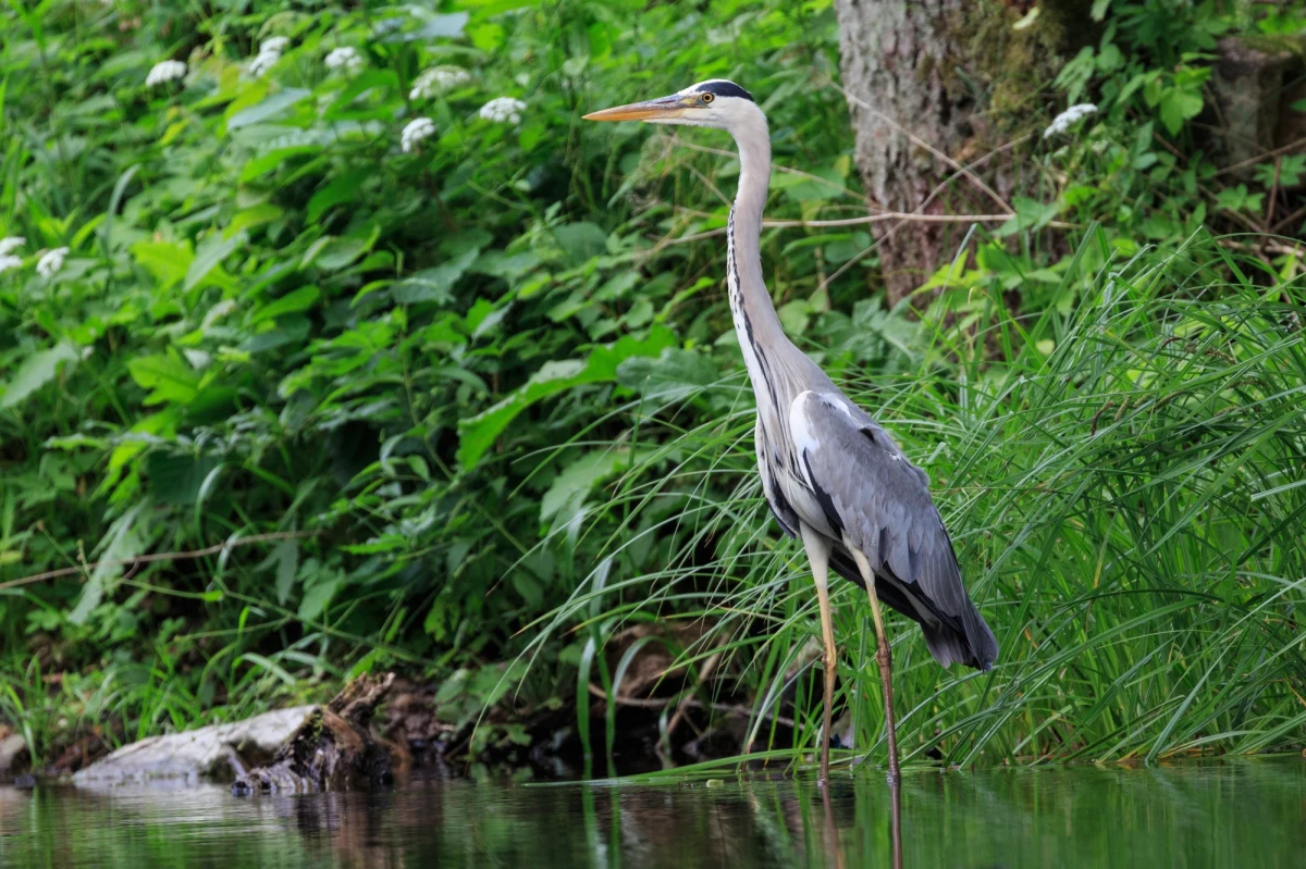 Od ponad 20 lat w Polsce nie powstał ani jeden nowy park narodowy, choć plany w kilku przypadkach istnieją od dawna. "Ostatnie lata pokazały, że ludzie chcą nowych parków, one mają służyć lokalnej społeczności. To są inwestycje, które mogą dać szanse samorządom na rozwój" - mówi wiceminister klimatu Mikołaj Dorożała. Dziennikarze RMF FM odwiedzili tereny, które w przyszłości mogłyby być chronione w taki właśnie sposób.