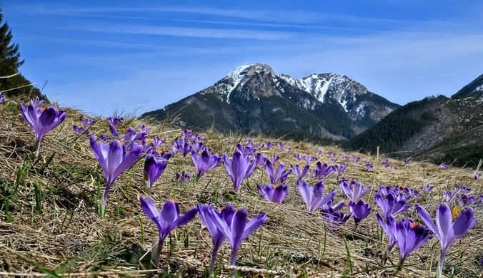 Krokusy ściągnęły w Tatry tłumy turystów