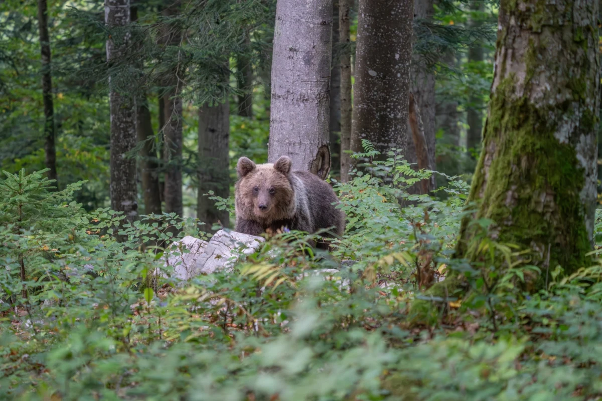 Niedźwiedź zaatakował małżeństwo z psem w powiecie Liptowski Mikulasz na północy Słowacji. Mężczyzna doznał lekkich obrażeń nogi. Był to drugi taki incydent w ciągu 48 godzin - w sobotę niedźwiedź miał napaść na zbieracza wiosennych grzybów.