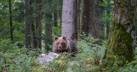 Niedźwiedź zaatakował małżeństwo z psem w powiecie Liptowski Mikulasz na północy Słowacji. Mężczyzna doznał lekkich obrażeń nogi. Był to drugi taki incydent w ciągu 48 godzin - w sobotę niedźwiedź miał napaść na zbieracza wiosennych grzybów.
