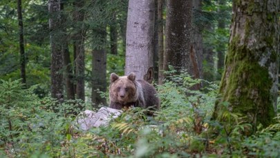 Kolejny atak niedźwiedzia na szlaku turystycznym w Słowacji