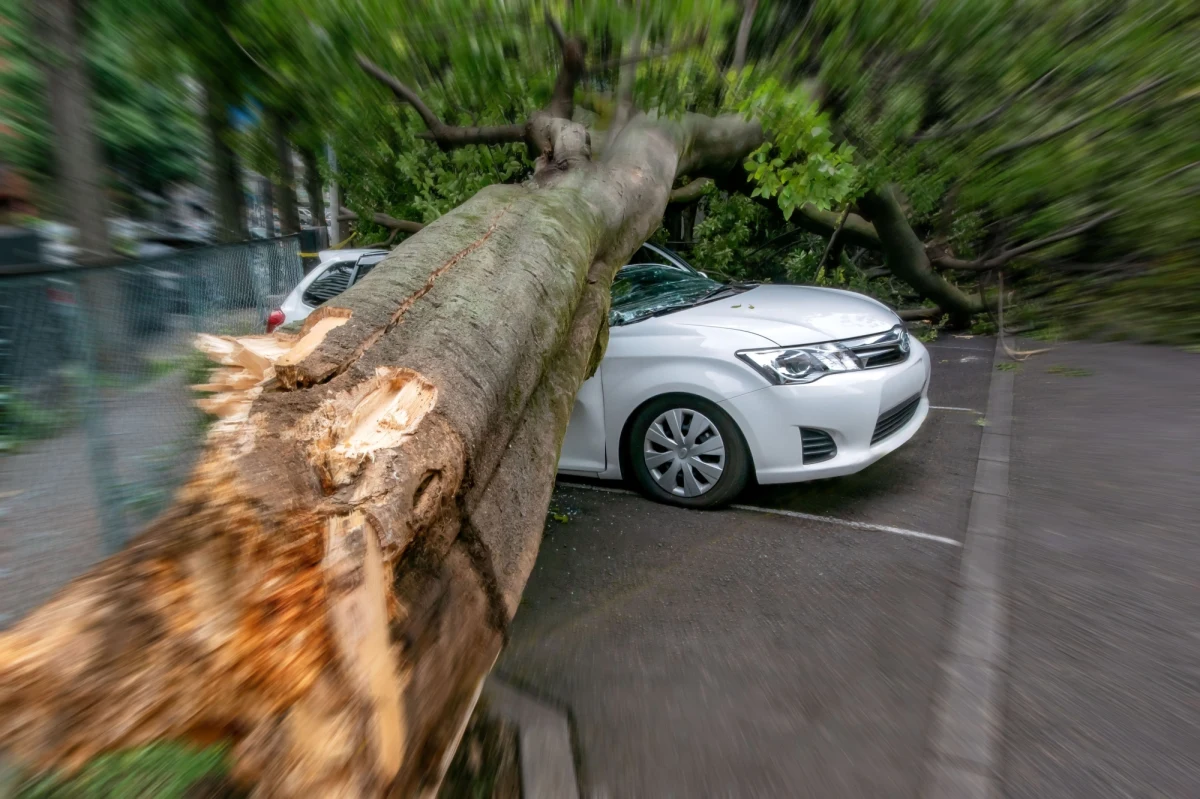207 zdarzeń związanych z silnym wiatrem odnotowała do godziny 19. w poniedziałek śląska straż pożarna - poinformowała rzeczniczka śląskiego komendanta wojewódzkiego PSP Aneta Gołębiowska. Strażacy usuwali powalone drzewa i zabezpieczali elementy elewacji budynków.