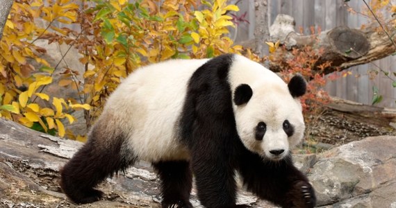 Tan Tan, najstarsza panda wielka w Japonii, zmarła w wieku 28 lat - poinformowało zoo w mieście Kobe. Zwierzę przyczyniło się do przyjaznych stosunków Japonii z Chinami - podkreśla agencja Kyodo.