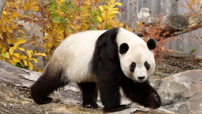 Zmarła najstarsza panda w Japonii. Miała 28 lat