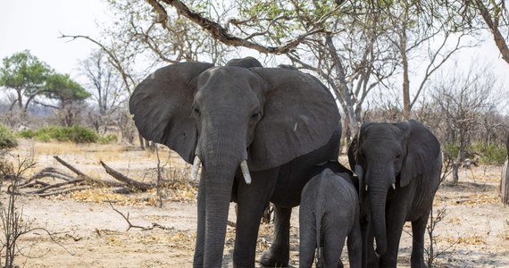 Niemieckie ministerstwo środowiska chce zakazać wwozu myśliwskich trofeów, przywożonych z polowań w Afryce. Pomysł ten nie spodobał się prezydentowi Botswany - kraju, w którym – według tamtejszych władz - jest za dużo słoni. Stąd jego kuriozalna propozycja: chce wysłać do Niemiec 20 tysięcy tych zwierząt. 