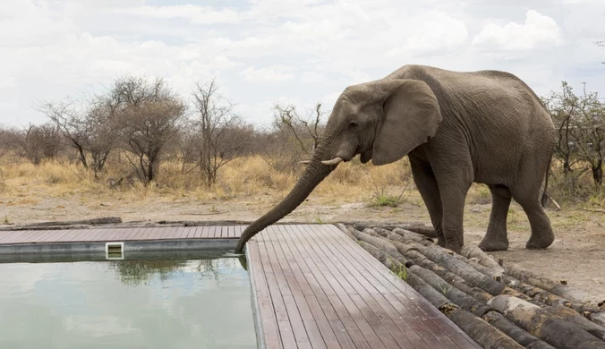 Botswana grozi Niemcom wysłaniem słoni do Berlina. "Nie żartuję"