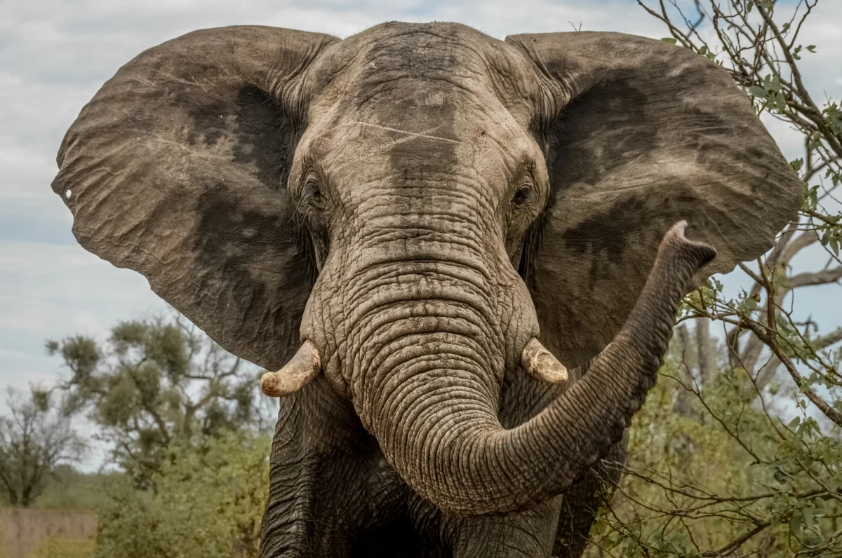 Do tragicznego zdarzenia doszło podczas safari w Parku Narodowym Kafue w zachodniej Zambii. 80-letnia amerykańska turystka zginęła po tym, jak słoń zaatakował samochód z sześcioma pasażerami. Pozostali odnieśli obrażenia. Jedna z pasażerek została ewakuowana do szpitala w RPA.