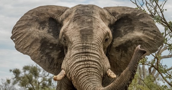Do tragicznego zdarzenia doszło podczas safari w Parku Narodowym Kafue w zachodniej Zambii. 80-letnia amerykańska turystka zginęła po tym, jak słoń zaatakował samochód z sześcioma pasażerami. Pozostali odnieśli obrażenia. Jedna z pasażerek została ewakuowana do szpitala w RPA.