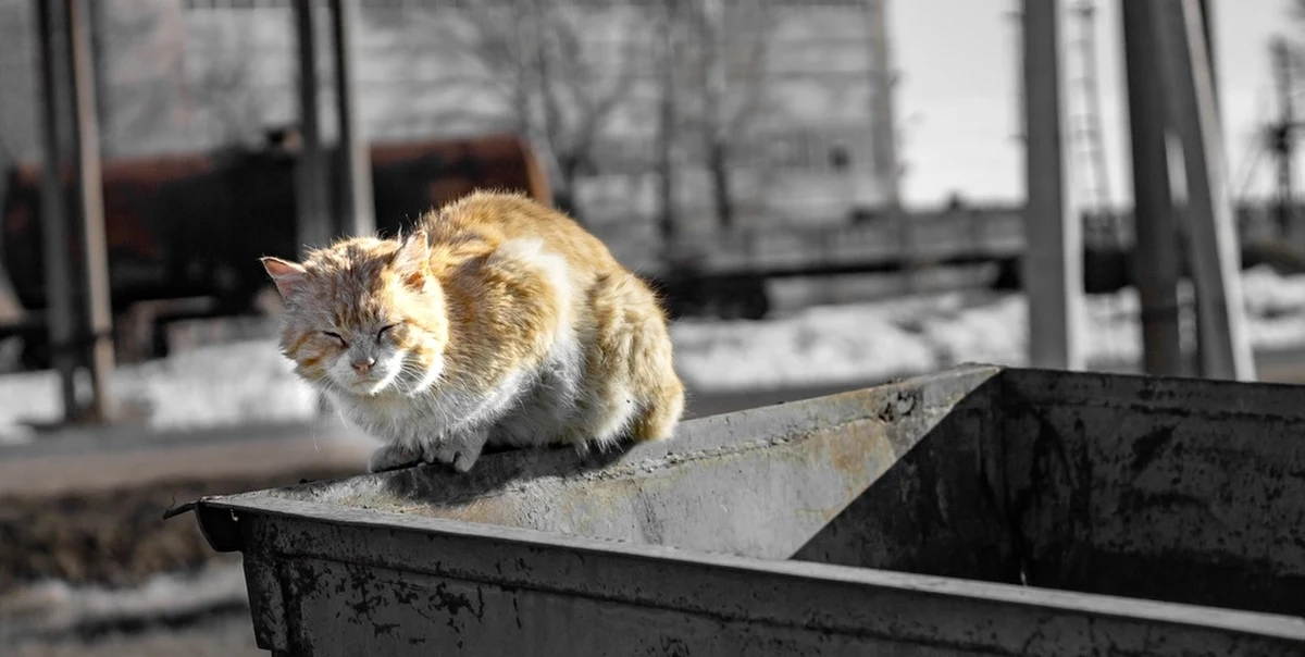 Dziś Światowy Dzień Zwierząt Bezdomnych, który ma nam przypomnieć o losie czworonogów pozbawionych opieki. Aktywiści starają się zwiększać społeczną świadomość  i niewątpliwie pewną poprawę w sytuacji zwierząt da się zauważyć. Problem bezdomnych zwierząt jest jednak nadal olbrzymi.
