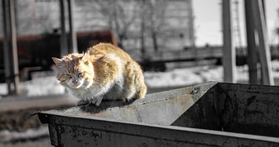 Dziś Światowy Dzień Zwierząt Bezdomnych, który ma nam przypomnieć o losie czworonogów pozbawionych opieki. Aktywiści starają się zwiększać społeczną świadomość  i niewątpliwie pewną poprawę w sytuacji zwierząt da się zauważyć. Problem bezdomnych zwierząt jest jednak nadal olbrzymi.