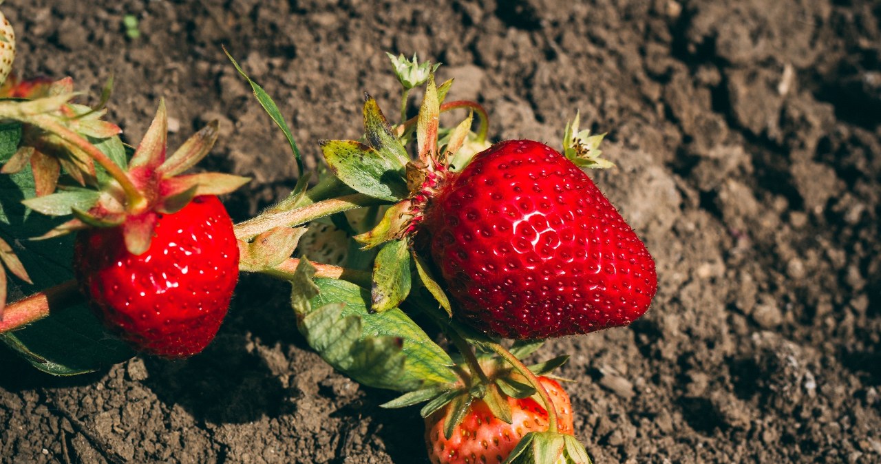 Bez tego truskawki nie będą słodkie. Nie pomijaj tego kroku