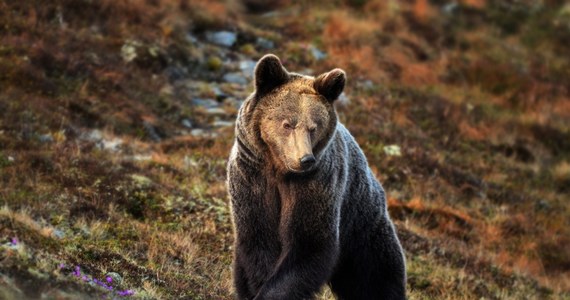 Na Słowacji doszło do kolejnego ataku niedźwiedzia na człowieka. Poszkodowany mężczyzna jest mocno poturbowany, został przetransportowany do szpitala z połamanymi żebrami i urazem kręgosłupa.  