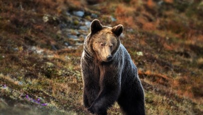Kolejny atak niedźwiedzia na Słowacji. Leśnik w szpitalu