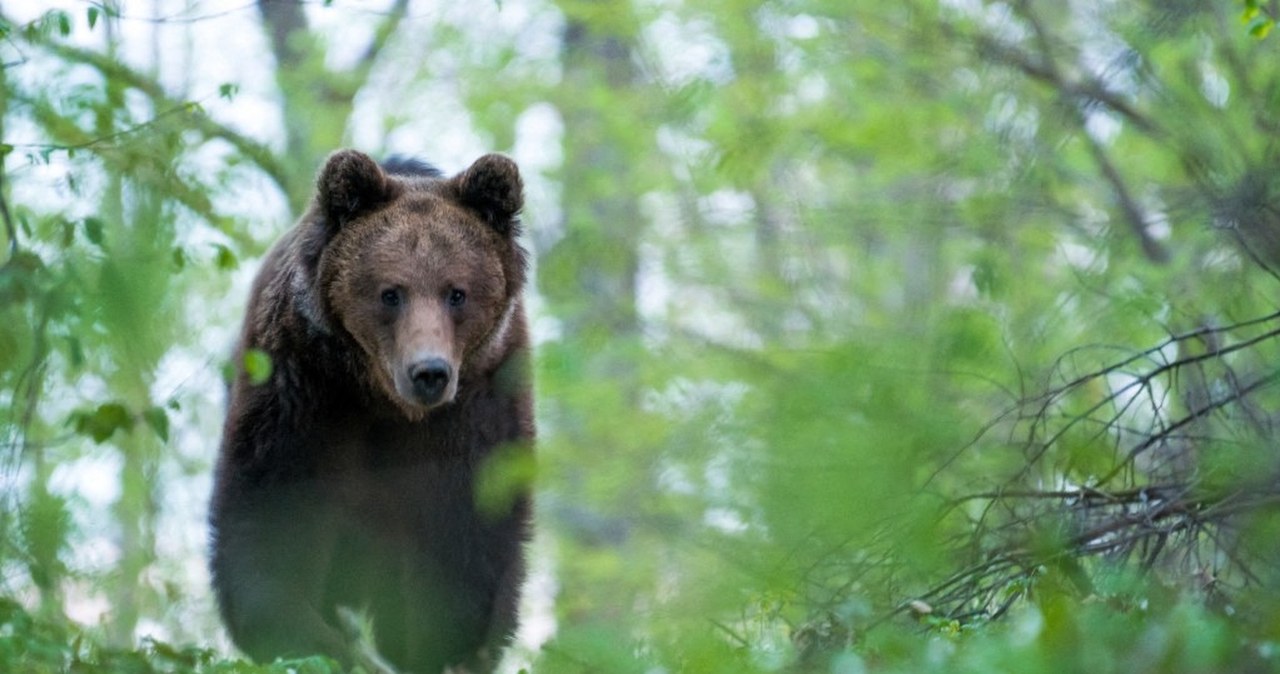 Plaga incydentów z niedźwiedziami. Japończycy ustalili powód