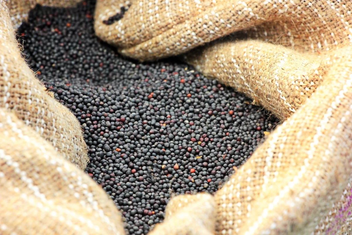 Tysiące ton rzepaku i pszenicy z Ukrainy, które były przeznaczone jedynie do celów technicznych i na pasze, zostały wprowadzone do obrotu jako konsumpcyjne - przekazał Wojewódzki Inspektor Jakości Handlowej Artykułów Rolno-Spożywczych (WIJHARS) w Lublinie. Inspektor nałożył karę wynoszącą ponad 1,5 mln zł na importera, który wprowadził na polski rynek zafałszowane artykuły rolno-spożywcze sprowadzone z Ukrainy.