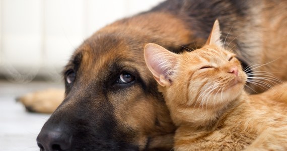 Francuskie małżeństwo zostało skazane na rok w zawieszeniu za przetrzymywanie zwierząt w fatalnych warunkach. Para w mieszkaniu o powierzchni 80 metrów kwadratowych miała 159 kotów i 7 psów.
