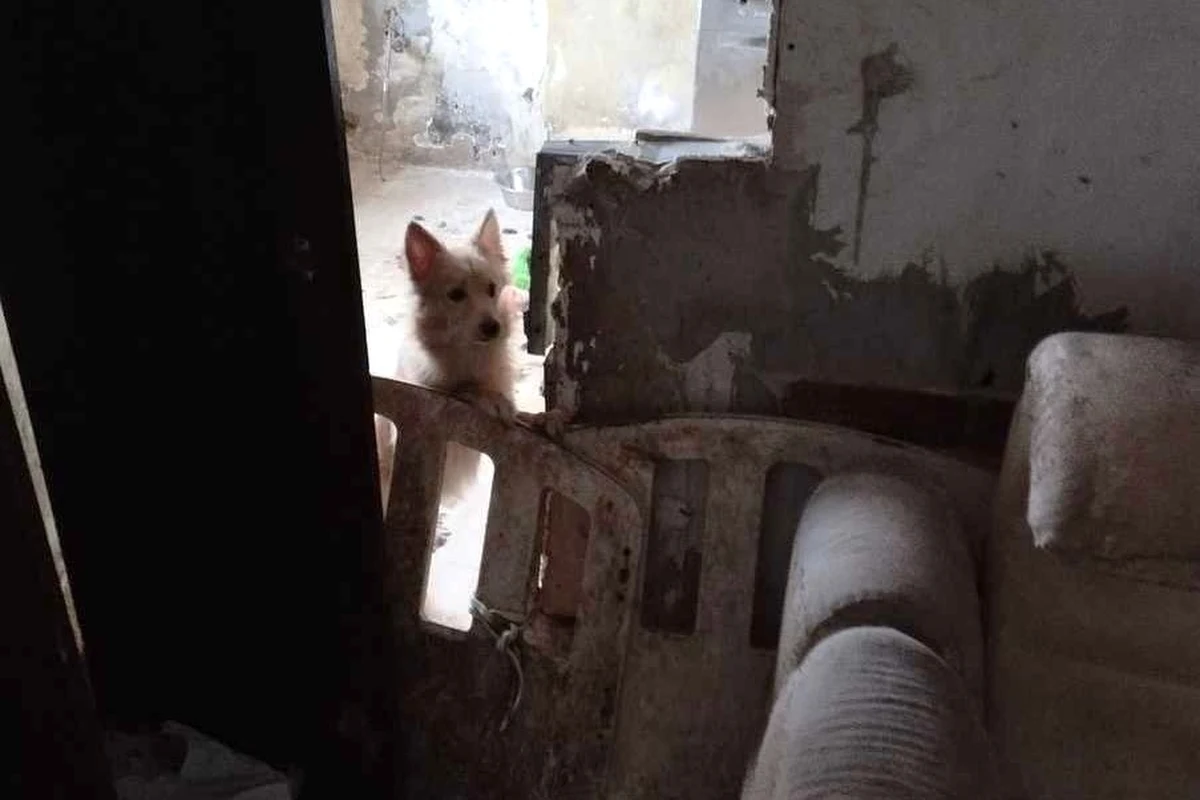 Świętochłowicka policja otrzymała we wtorek zgłoszenie dotyczące porzuconych psów w mieszkaniu na terenie miasta. Na miejscu znaleziono cztery czworonogi trzymane w fatalnych warunkach, leżące na ziemi wśród odchodów, bez dostępu do jedzenia czy świeżej wody.