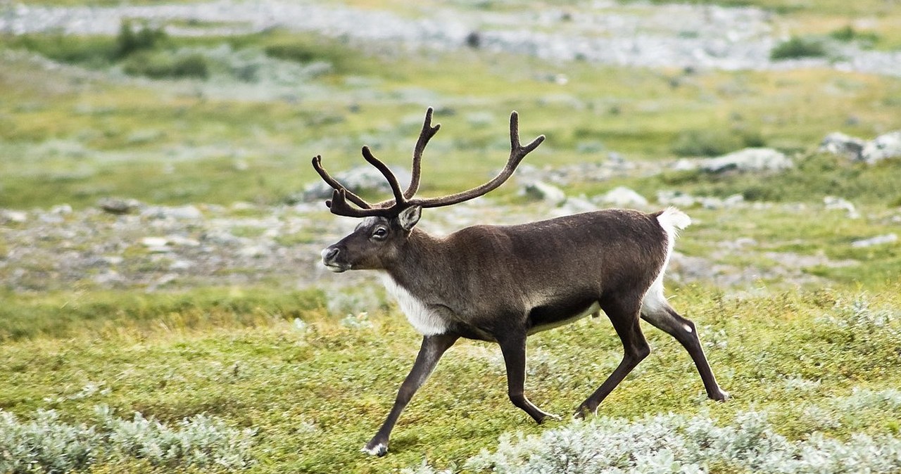 Neandertalczycy szyli skórzaną odzież. Już 130 tys. lat temu