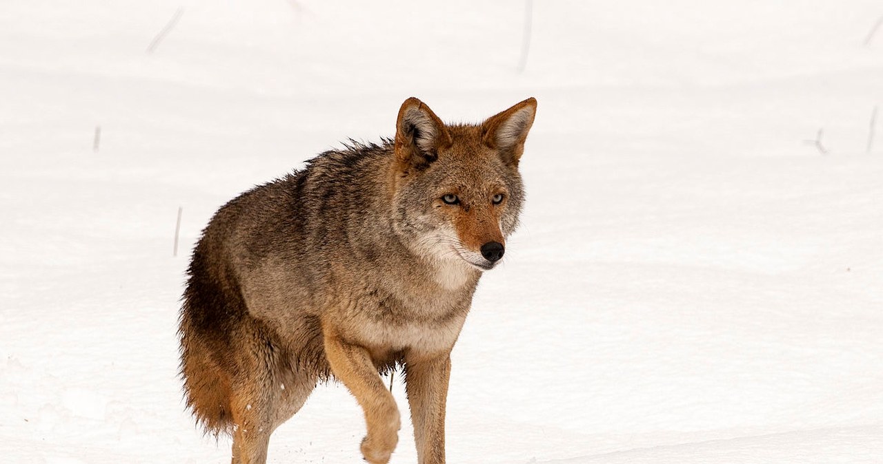 Kojoty niezwykle przeżywają stratę i żałobę. Zaczynają wyć wniebogłosy